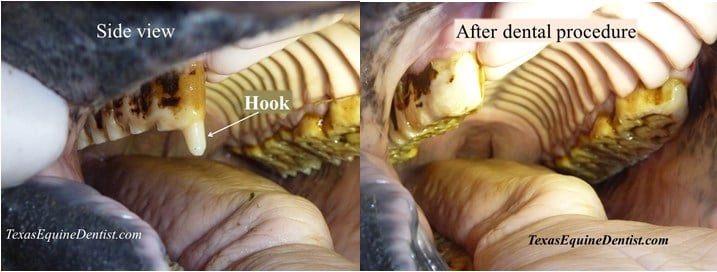 before and after horse's teeth floating