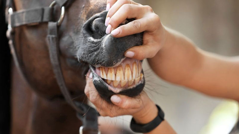 All About Horse Teeth