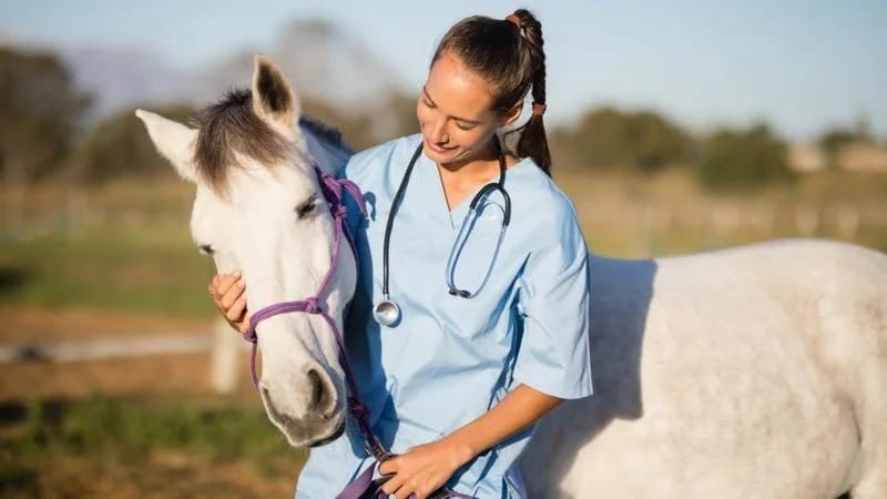 Signs and Symptoms of Dental Issues in Horses