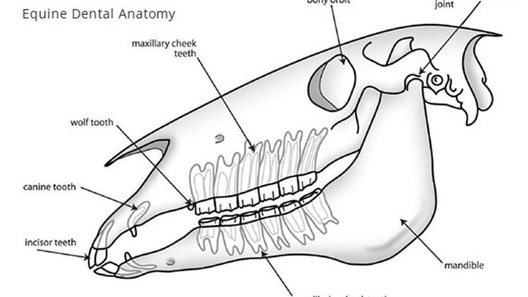 The Composition of a Horse's Mouth