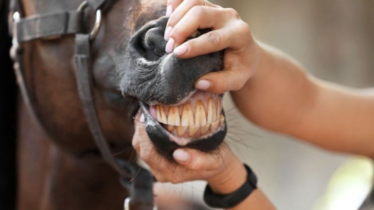 The Significance of Routine Equine Oral Treatment