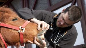 A Conversation about Equine Dentistry - LLEP
