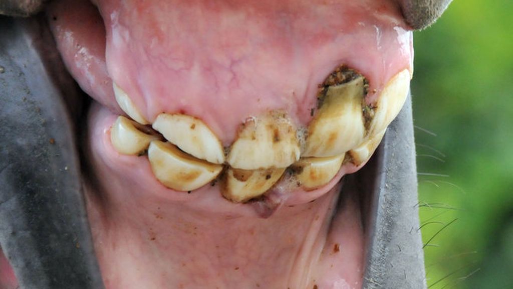 Common Dental Issues in Horses