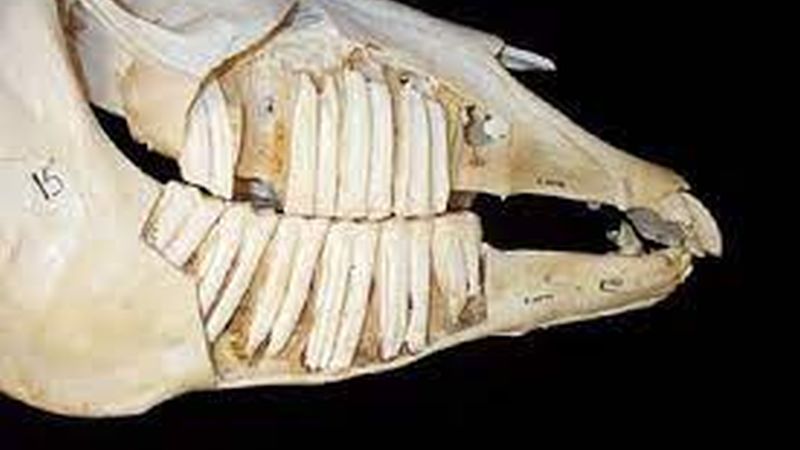 The Equine Dentition