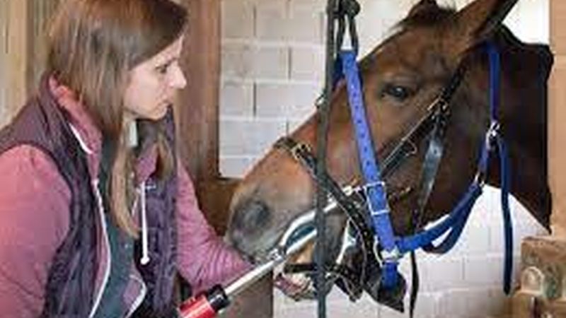 Regular Dental Examinations for Geriatric Horses