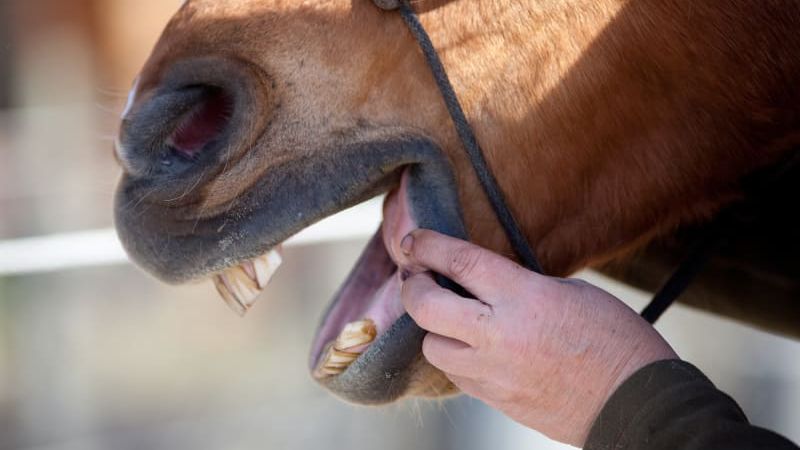 Maintaining a Healthy Mouth: The Key to Horse Health