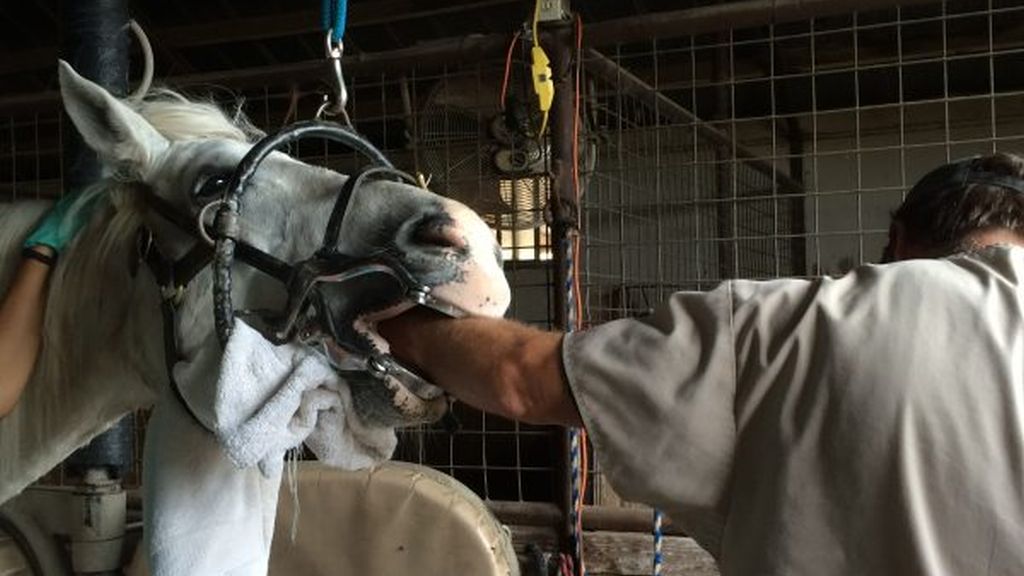 Floating and Corrective Procedures

Floating, or filing, is a standard dental procedure performed on equine incis