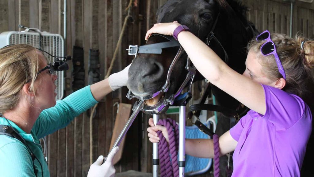 Partnering with Equine Dental Professionals
