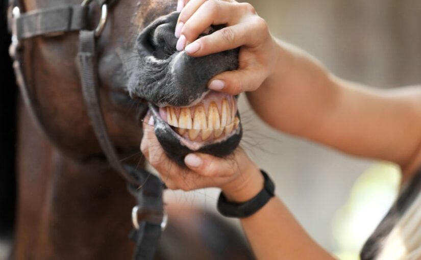 The Role of Incisors in Equine Dentistry