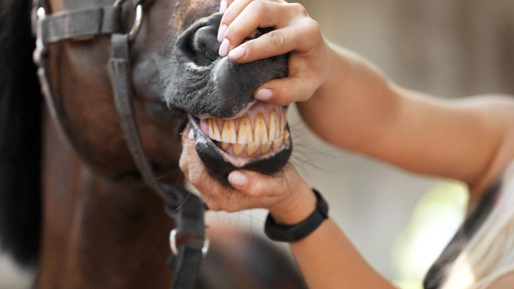 The Role of Incisors in Equine Dentistry