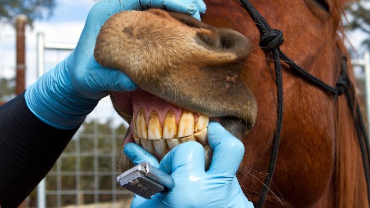 Understanding the Chew and Grind: How Horses Utilize Their Teeth