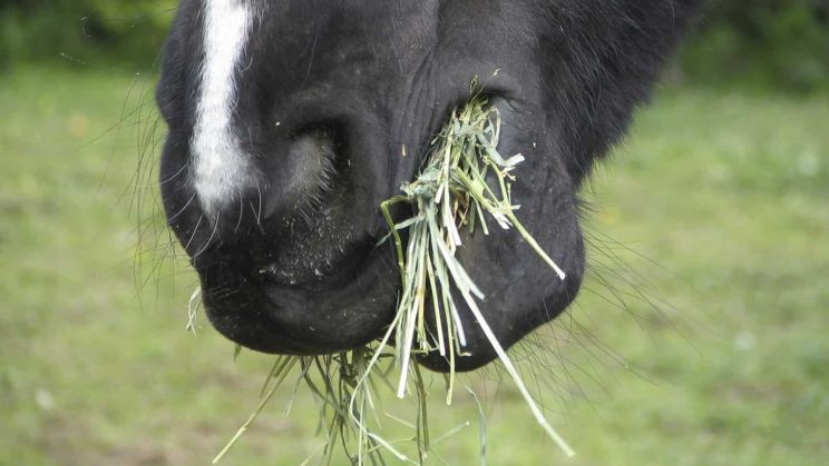 Understanding the Chew and Grind: How Horses Utilize Their Teeth