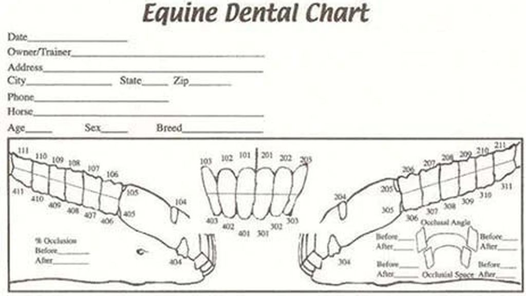 Creating the Dental Chart