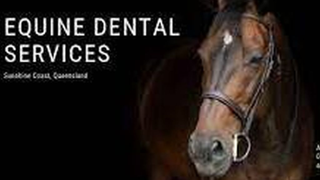 Equine Dentistry Services: Enhancing Horse Well-being
