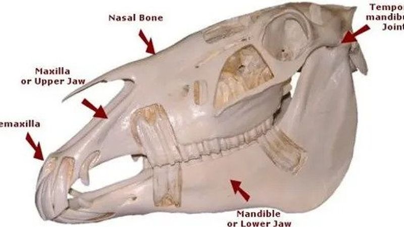 Exploring the Dental Anatomy of Horses, Mules, and Draft Lightened Wes