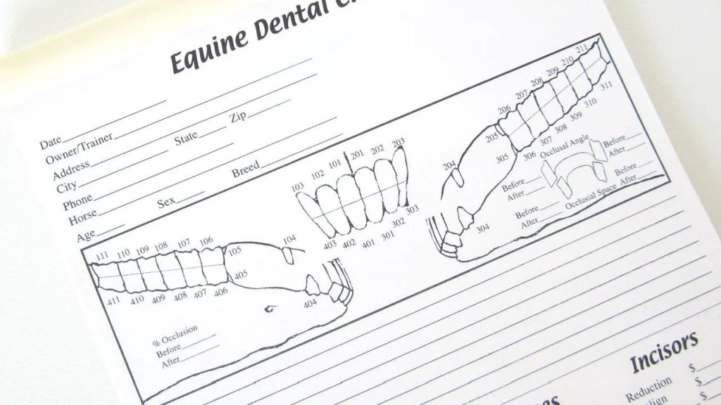 Dental Charting: Mapping Your Horse's Dental Health