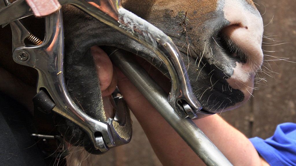 Dental Float: An Essential Procedure for Equine Oral Health
